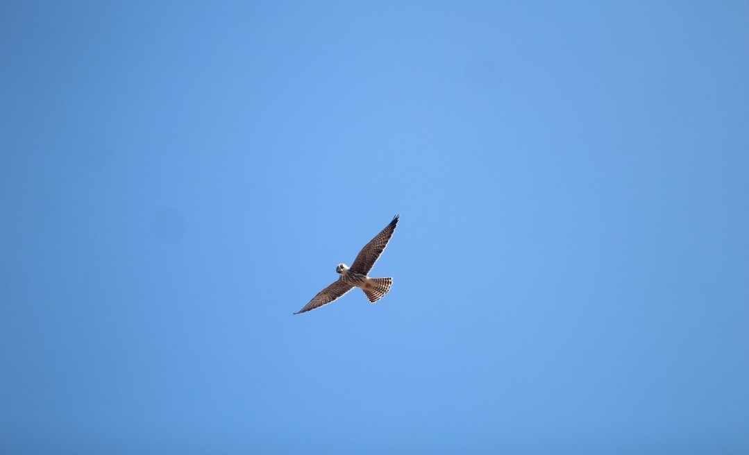 Red-footed Falcon - ML643486354