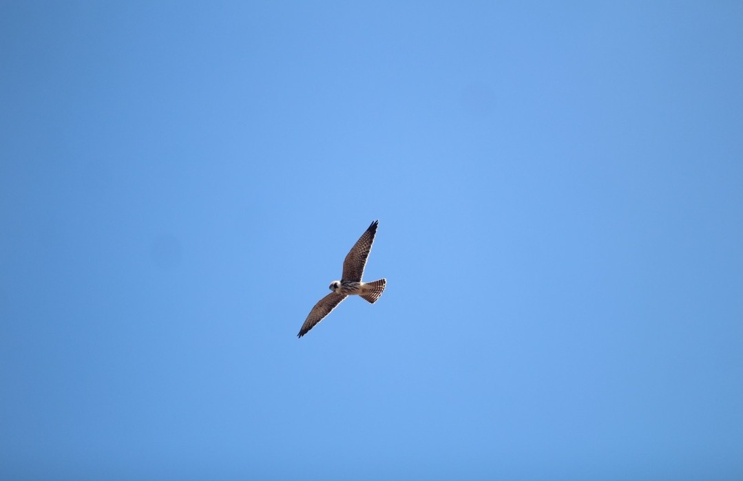 Red-footed Falcon - ML643486355