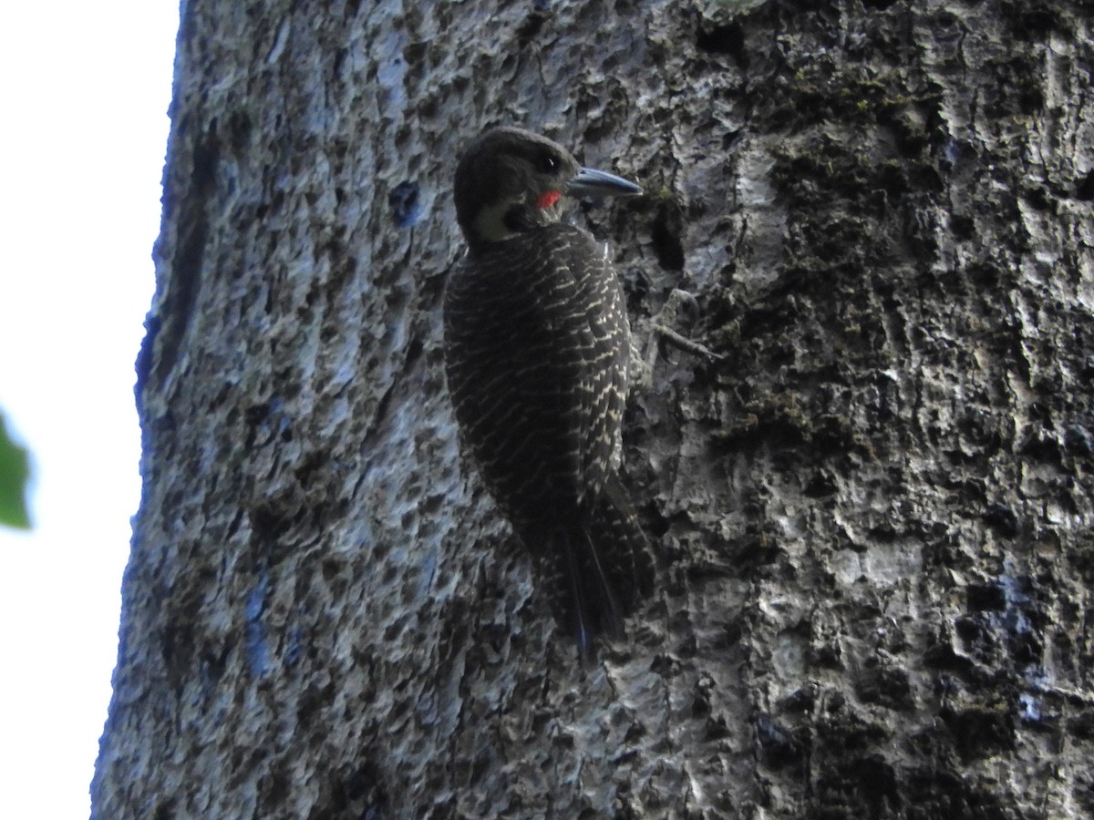 Buff-necked Woodpecker - ML643486358