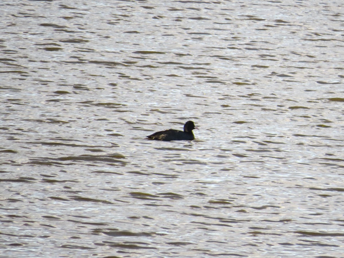 Eurasian Coot - ML643486359