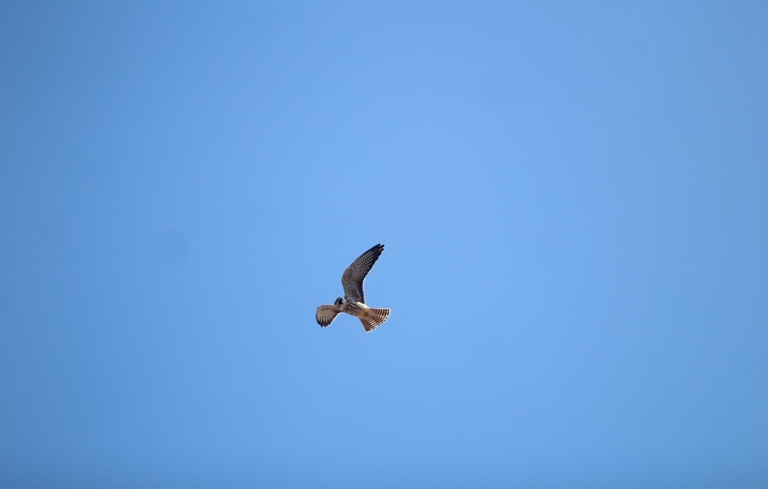 Red-footed Falcon - ML643486370
