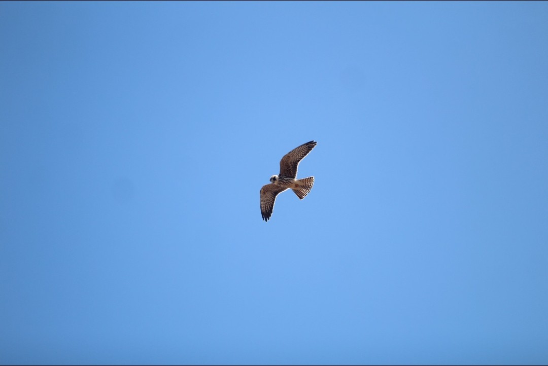 Red-footed Falcon - ML643486371