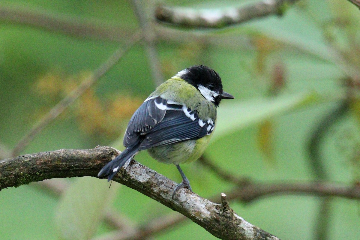 Green-backed Tit - ML643486372