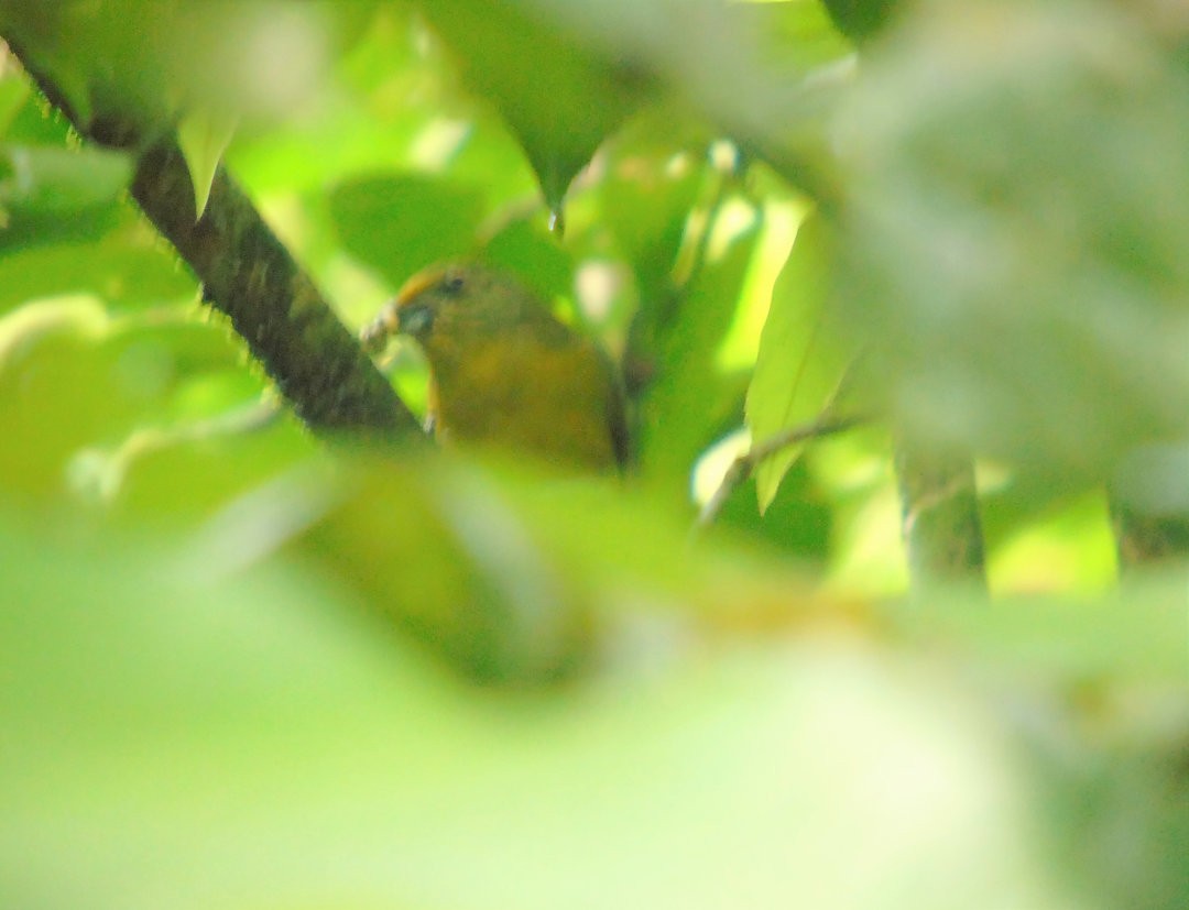 Violaceous Euphonia - ML643486377