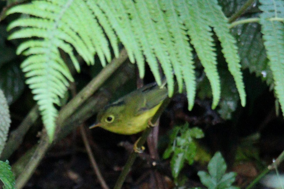 budníček himálajský - ML643486392