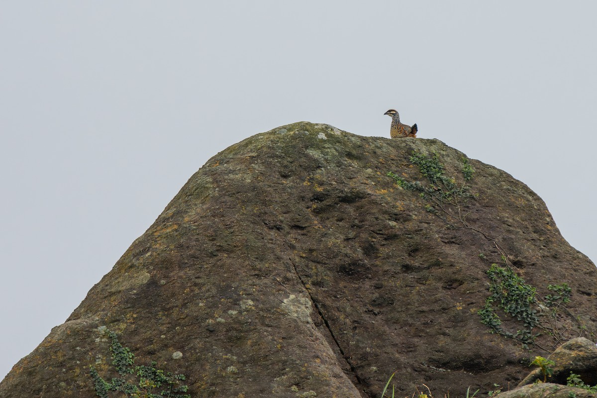 Chinese Francolin - ML643486400