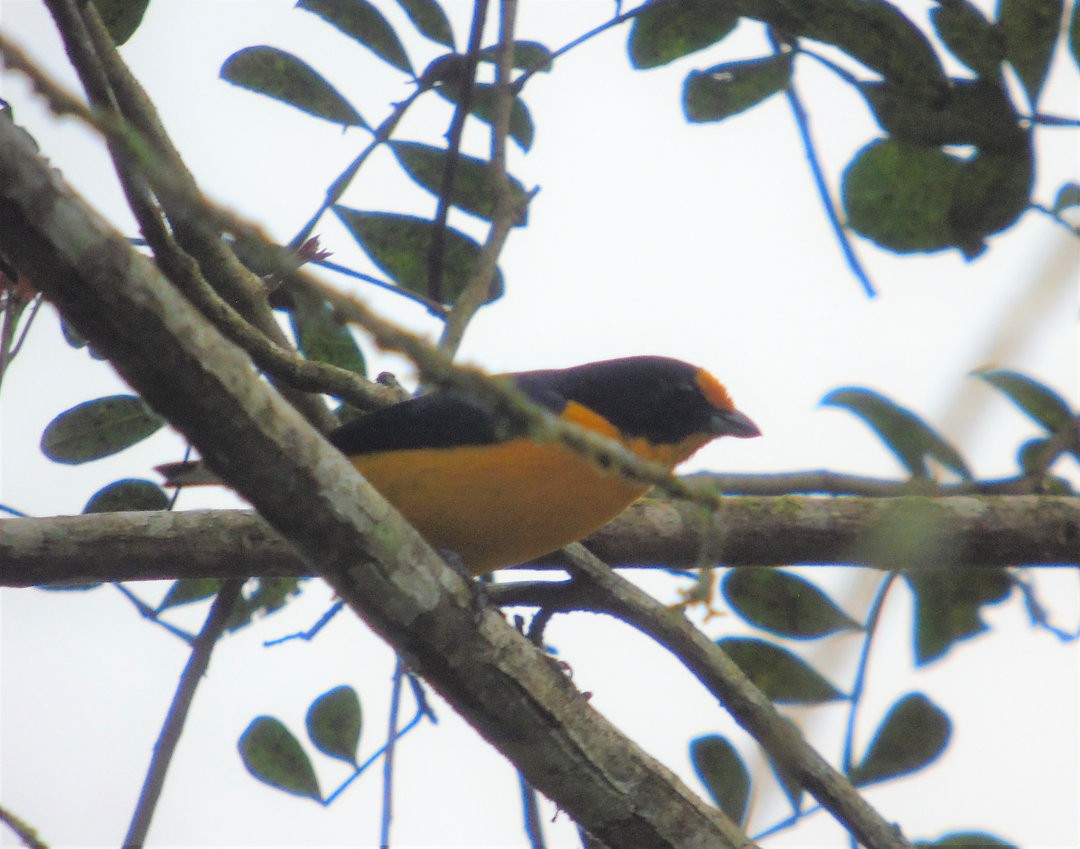 Violaceous Euphonia - ML643486403
