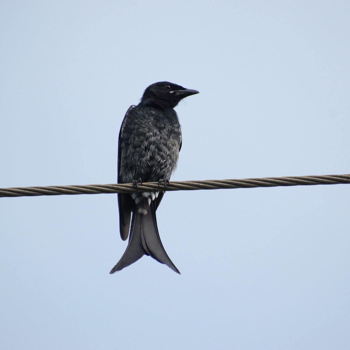 Königsdrongo - ML643486409