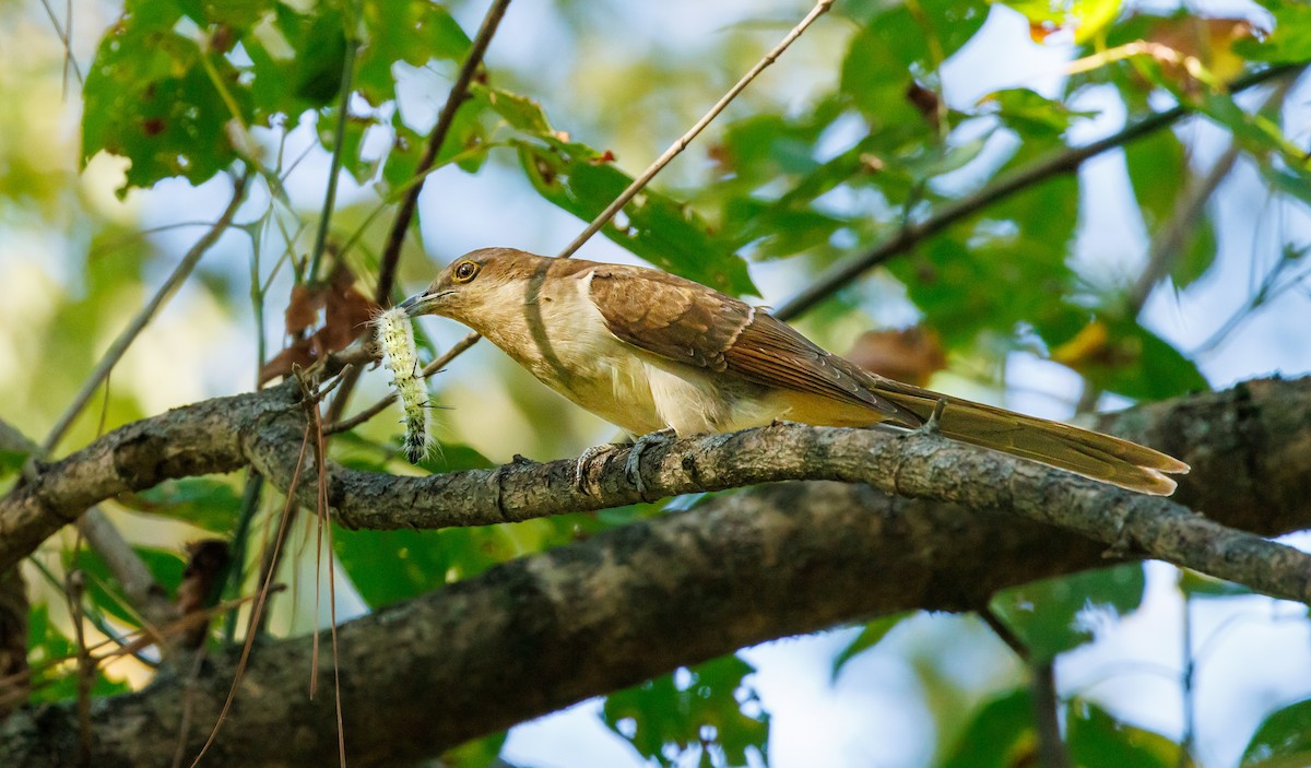 Black-billed Cuckoo - ML643486428