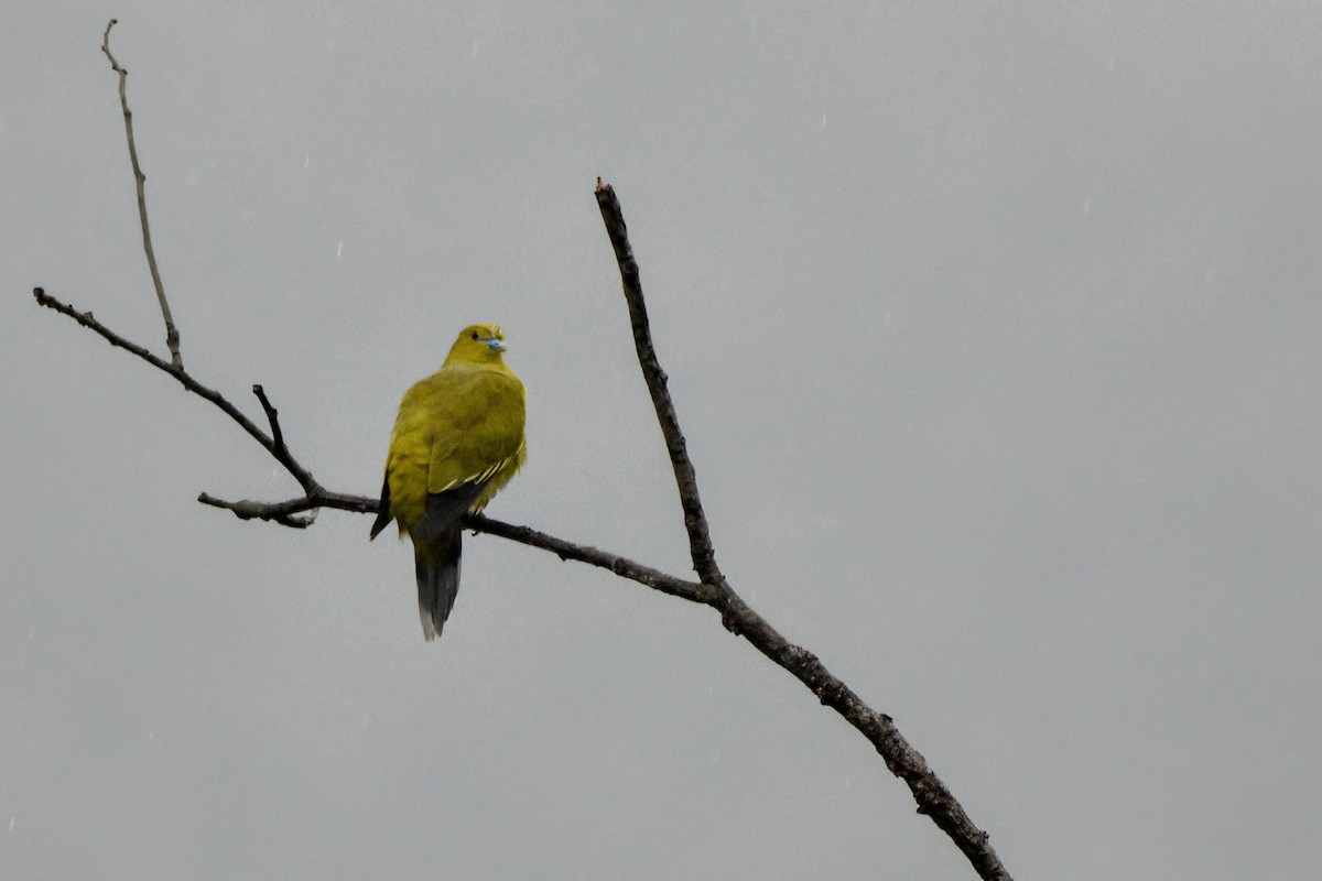 Wedge-tailed Green-Pigeon - ML643486429