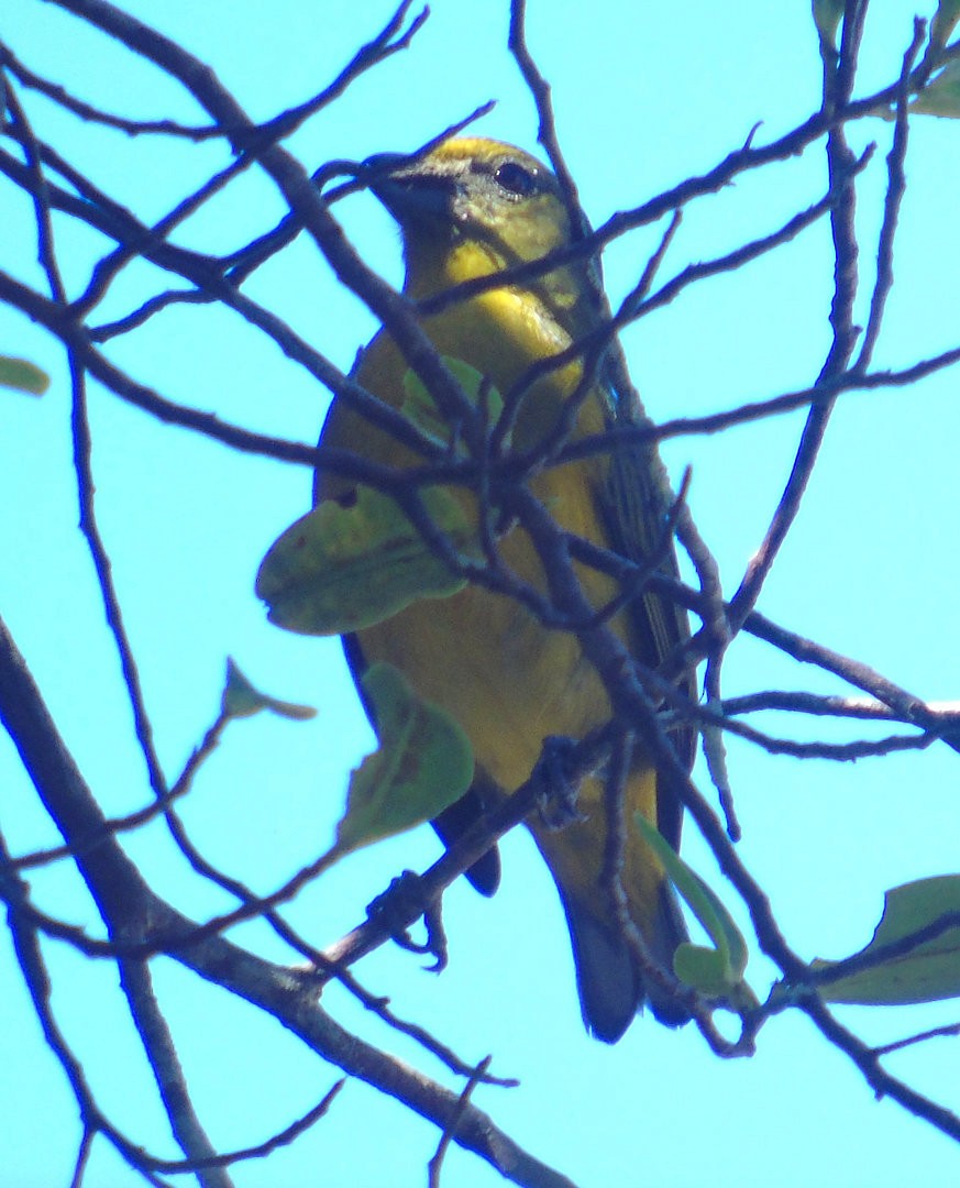 Violaceous Euphonia - ML643486435