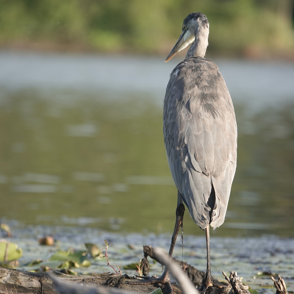 Great Blue Heron - ML643486442