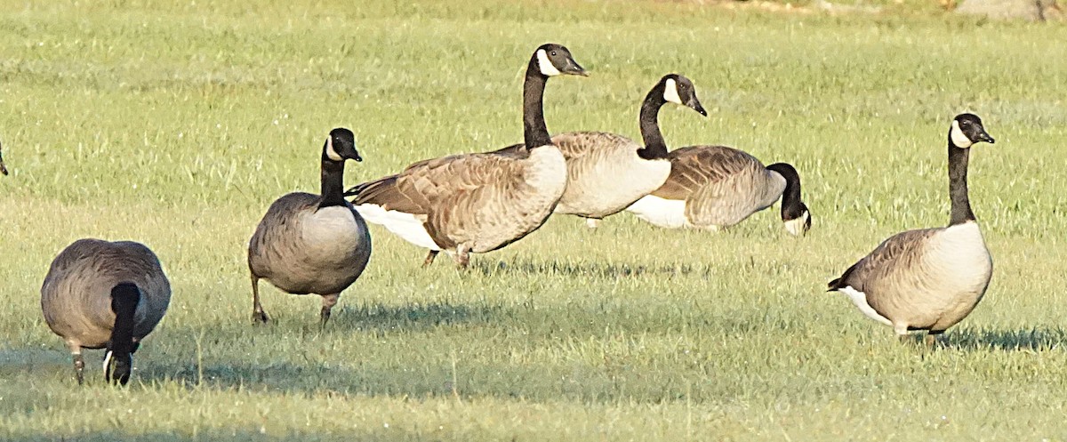 Canada Goose - ML643486444