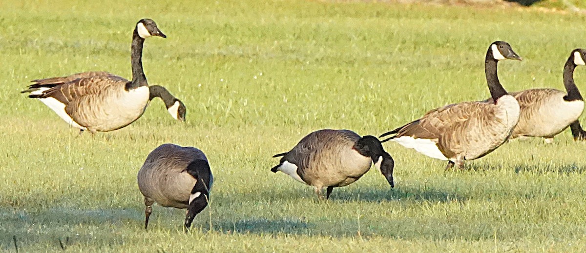 Canada Goose - ML643486455