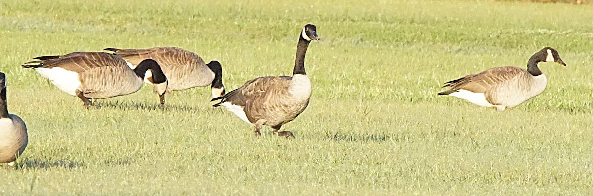 Canada Goose - ML643486458