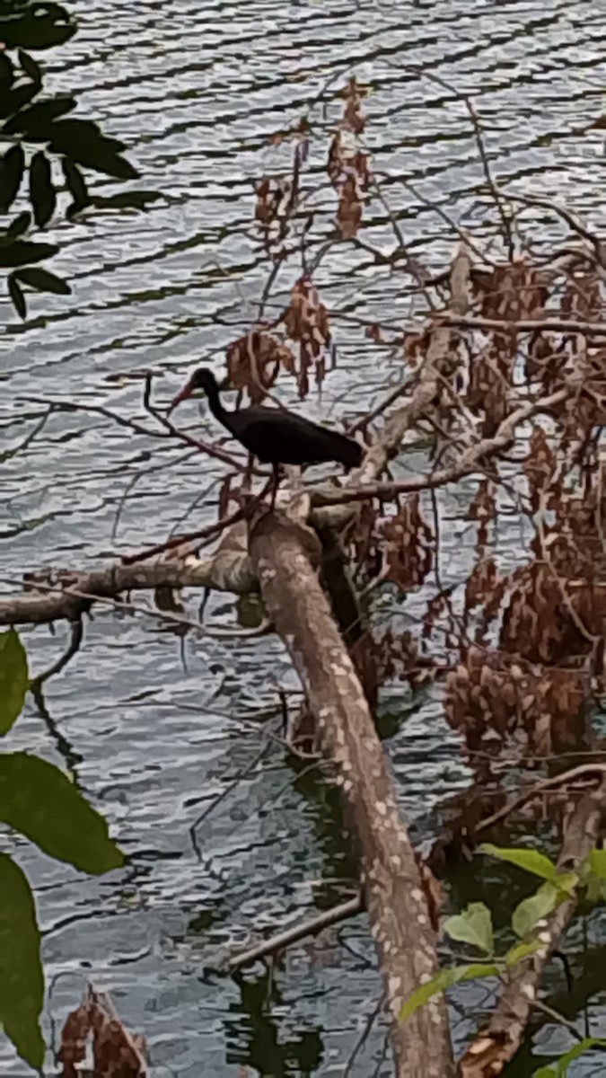Bare-faced Ibis - ML643486459