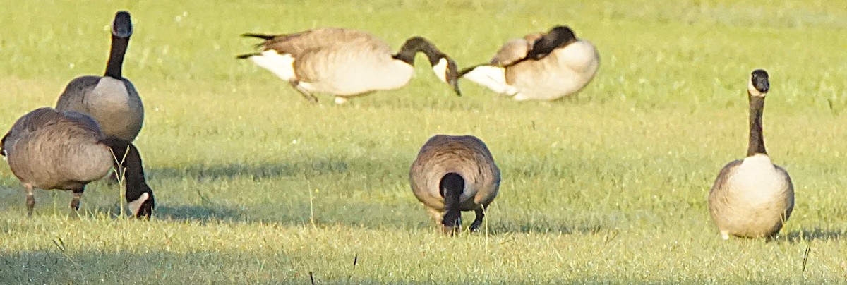 Canada Goose - ML643486460