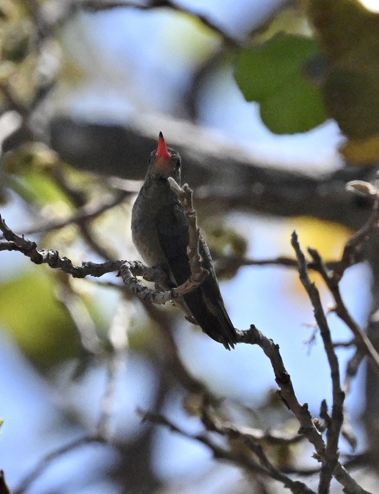 Gilded Hummingbird - ML643486462