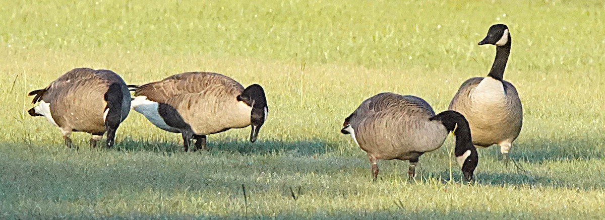 Canada Goose - ML643486463