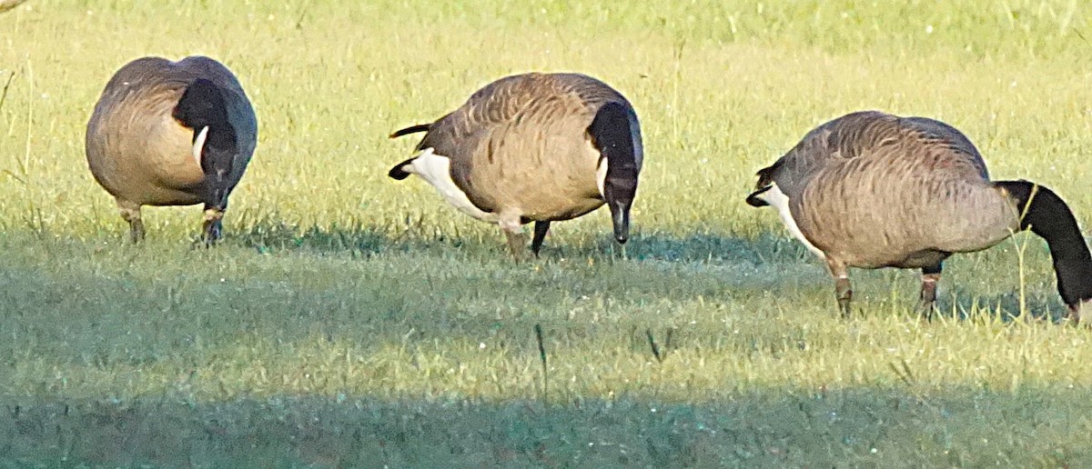 Canada Goose - ML643486466