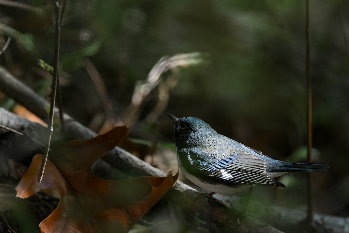 Black-throated Blue Warbler - ML643486468