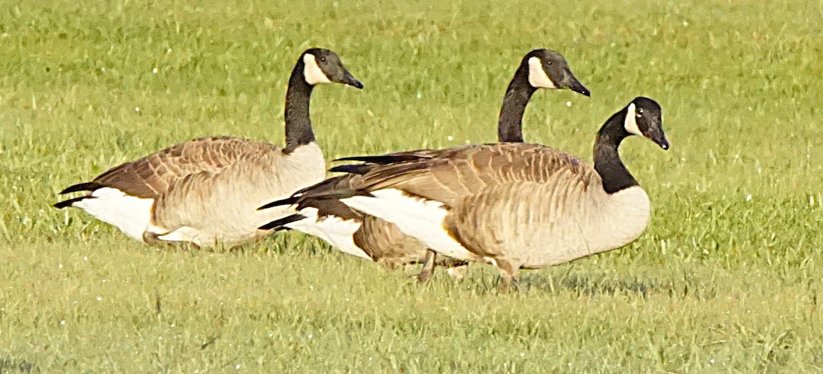 Canada Goose - ML643486469