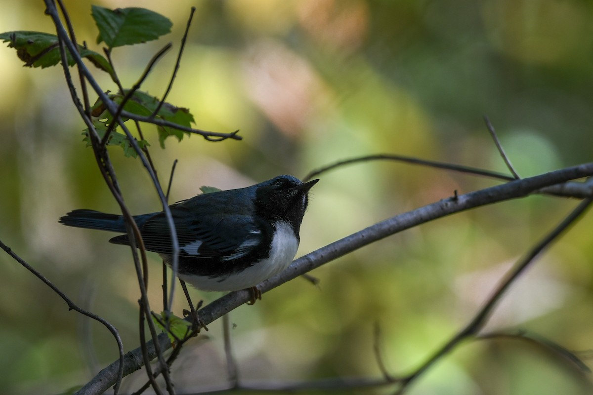 Black-throated Blue Warbler - ML643486471