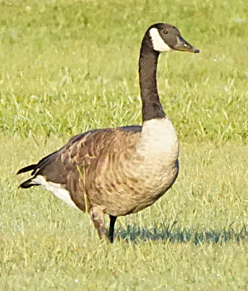 Canada Goose - ML643486474