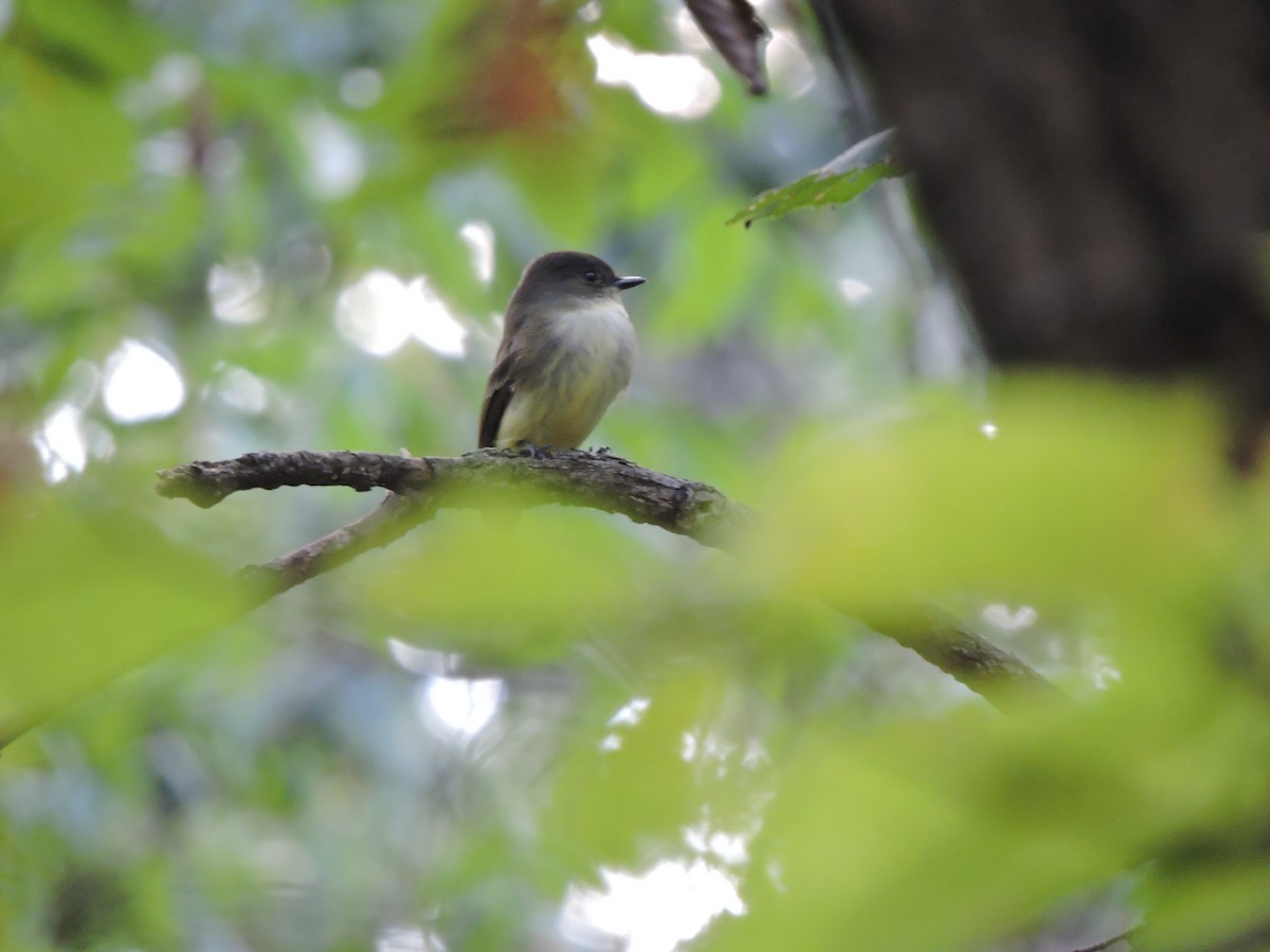 Eastern Phoebe - ML643486476