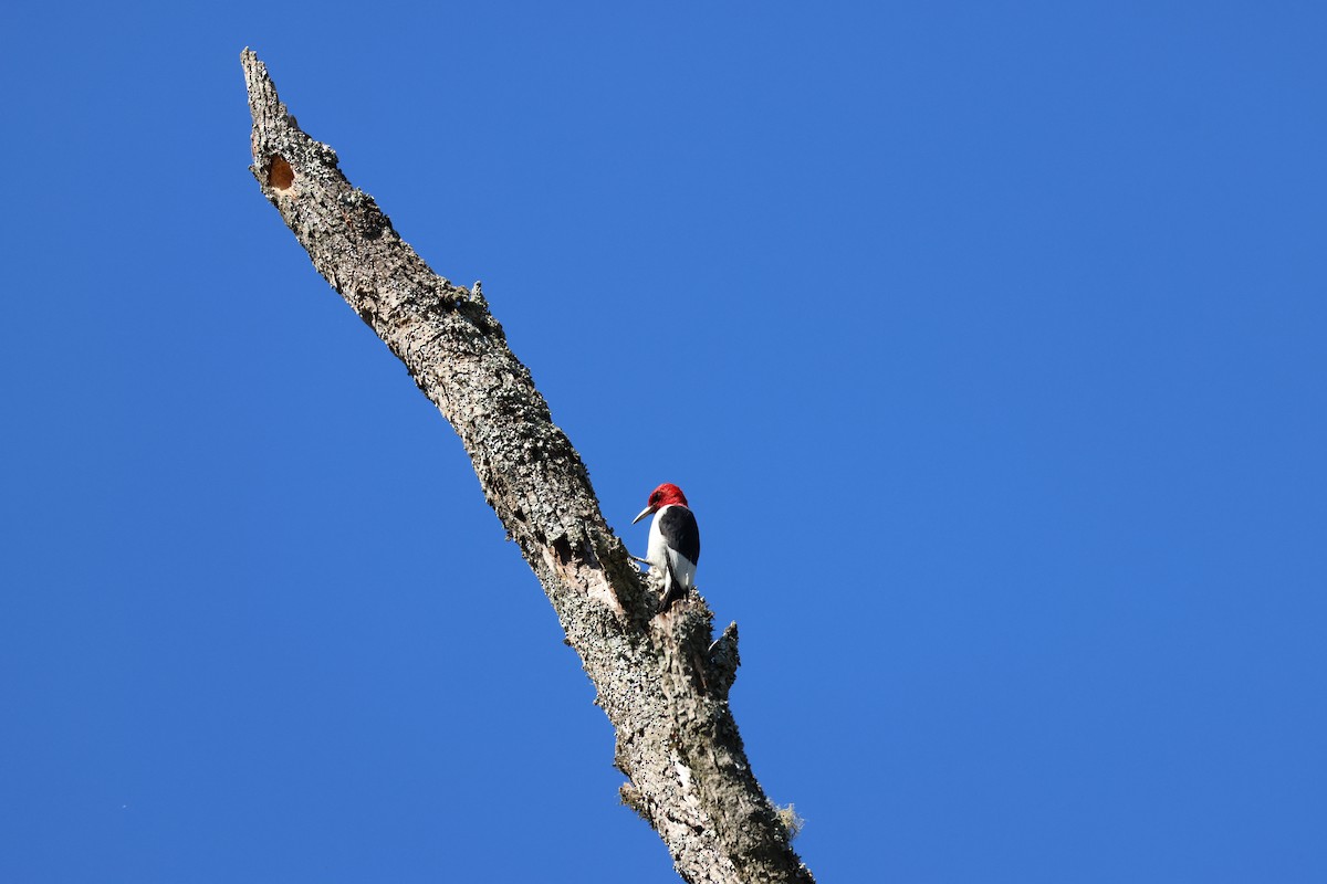 Red-headed Woodpecker - ML643486477