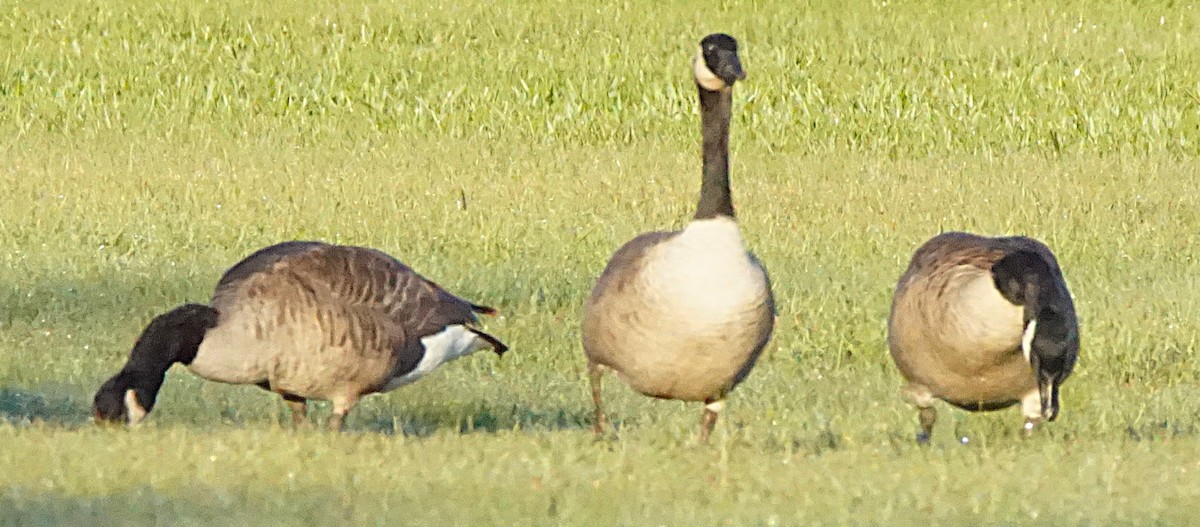 Canada Goose - ML643486479