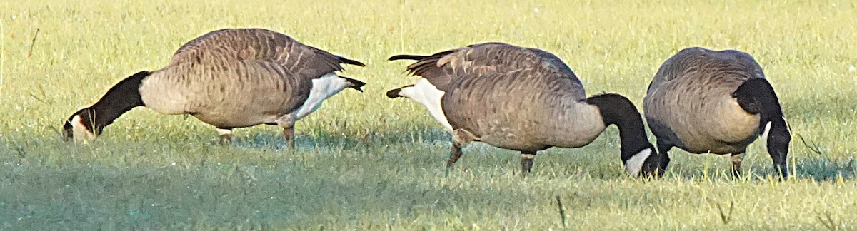 Canada Goose - ML643486482