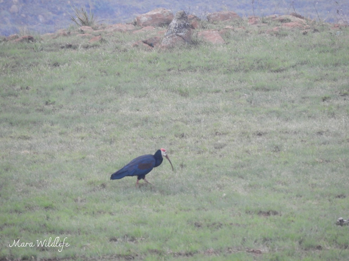 Southern Bald Ibis - ML643486485