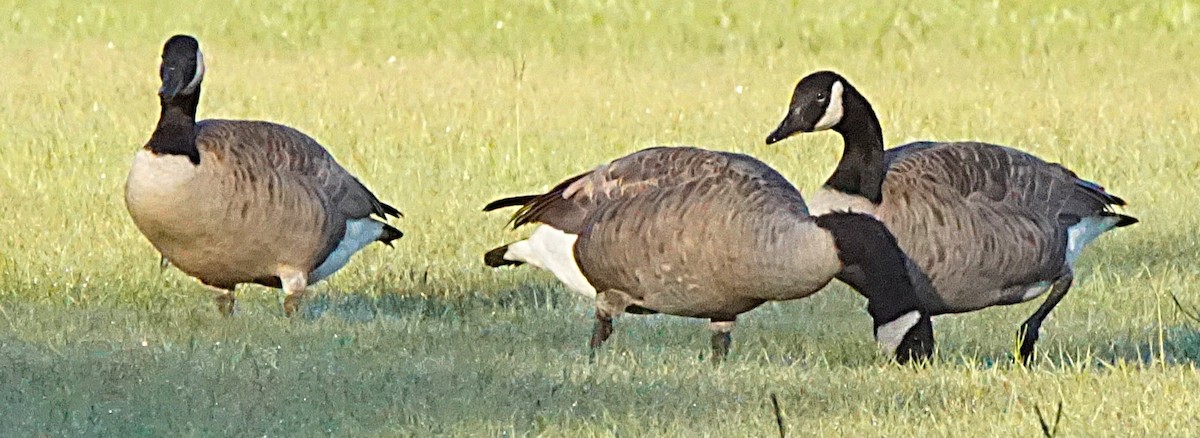 Canada Goose - ML643486491