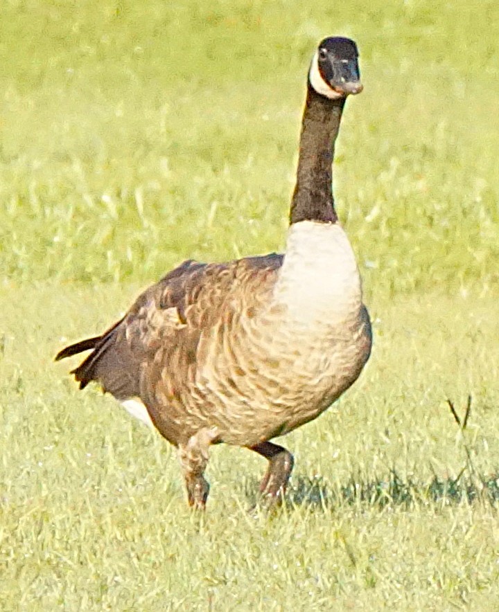 Canada Goose - ML643486494
