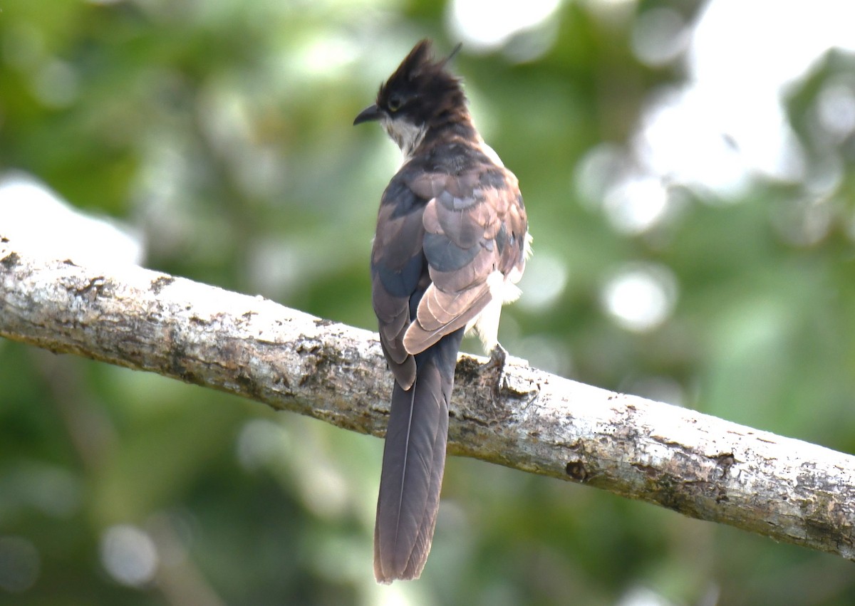 Pied Cuckoo - ML643486498