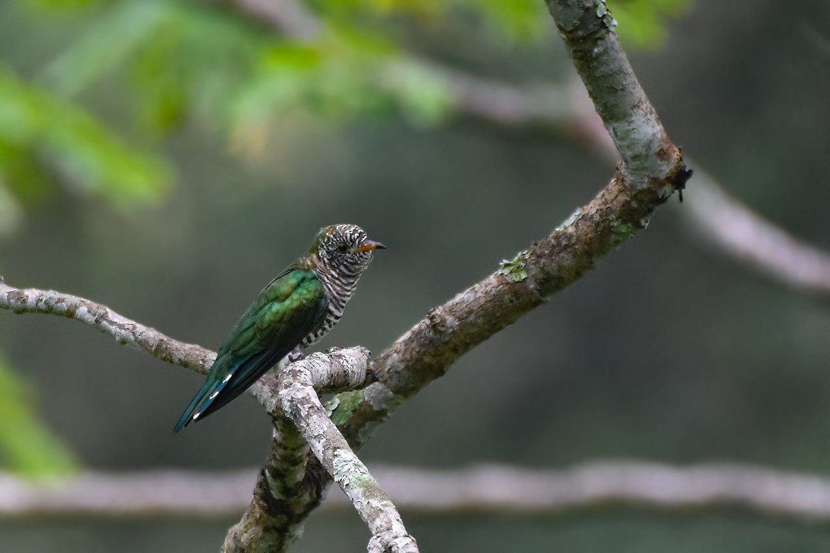 Asian Emerald Cuckoo - ML643486500