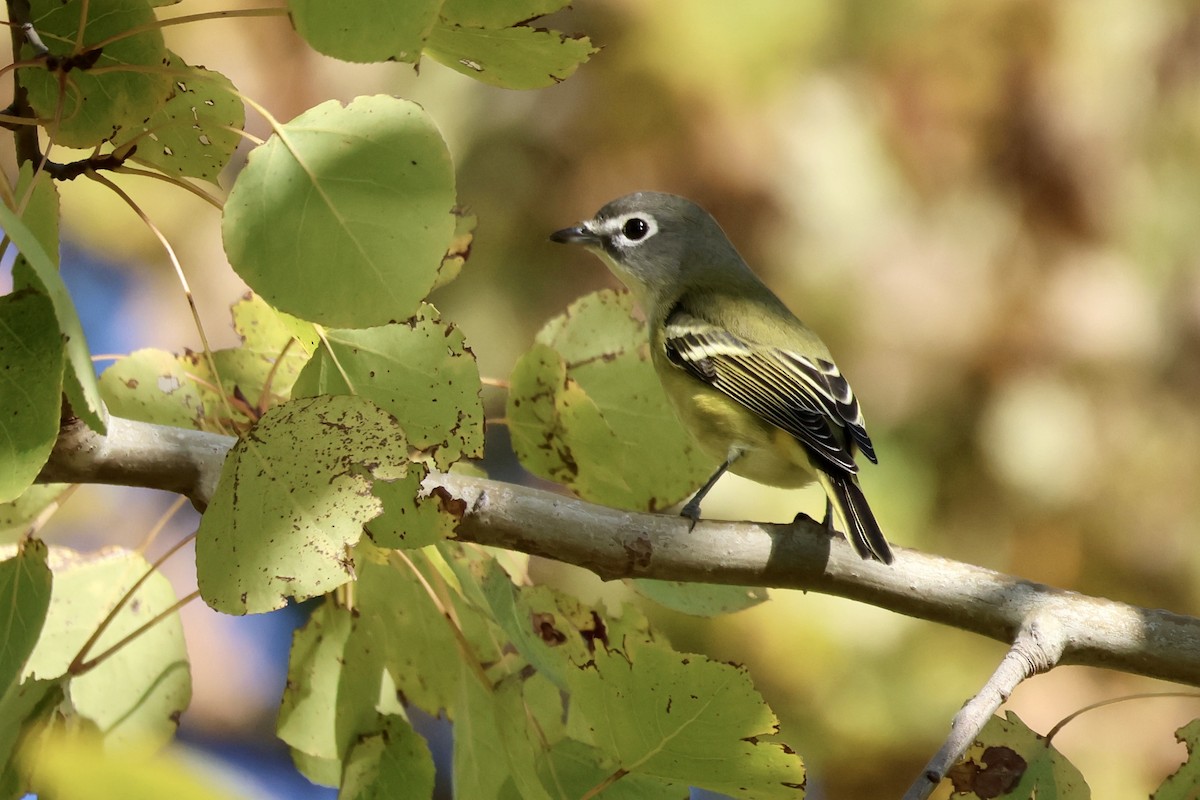 Blue-headed Vireo - ML643486507