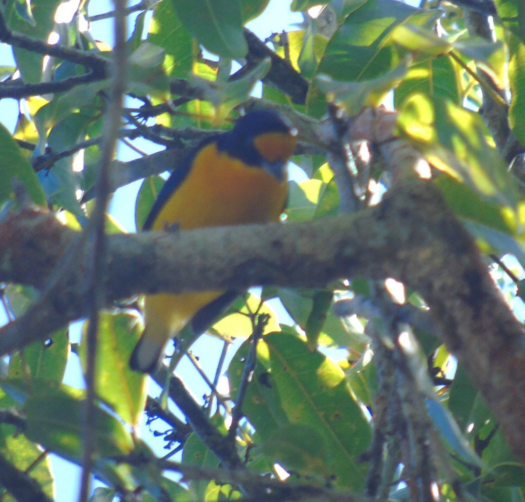 Violaceous Euphonia - ML643486509
