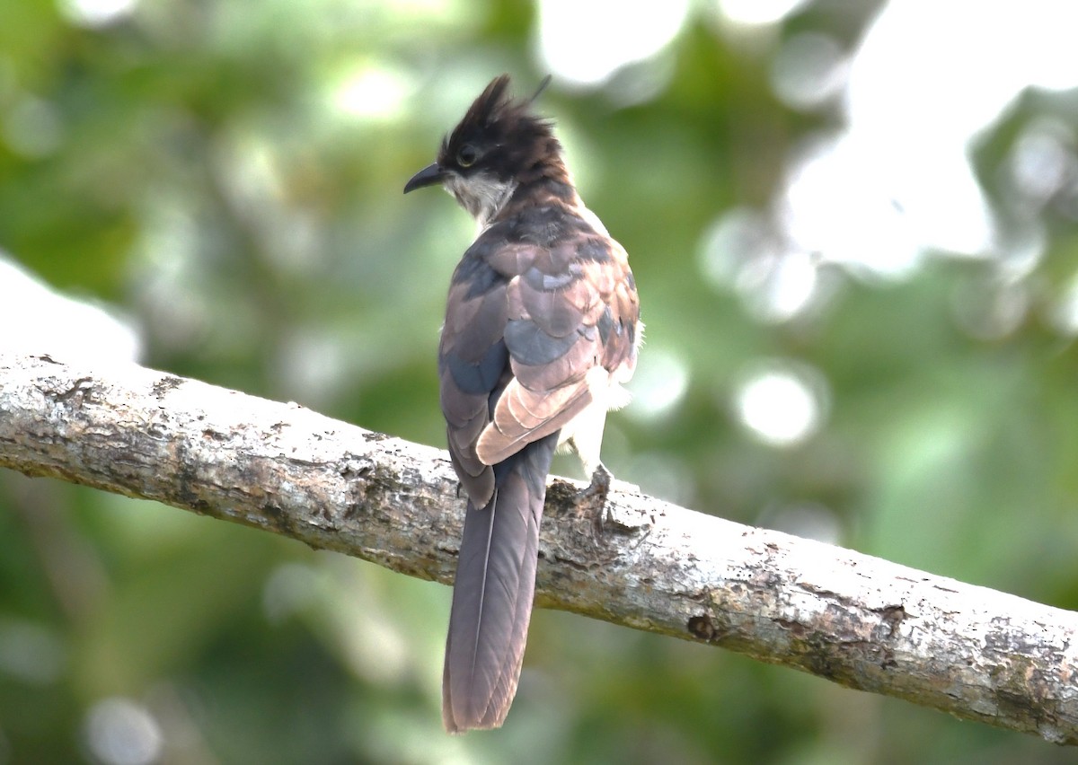 Pied Cuckoo - ML643486513