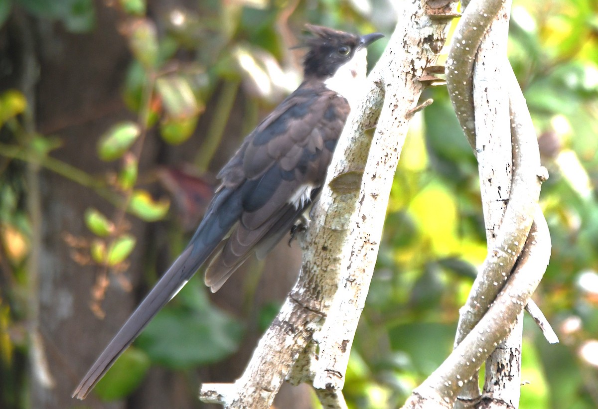 Pied Cuckoo - ML643486521