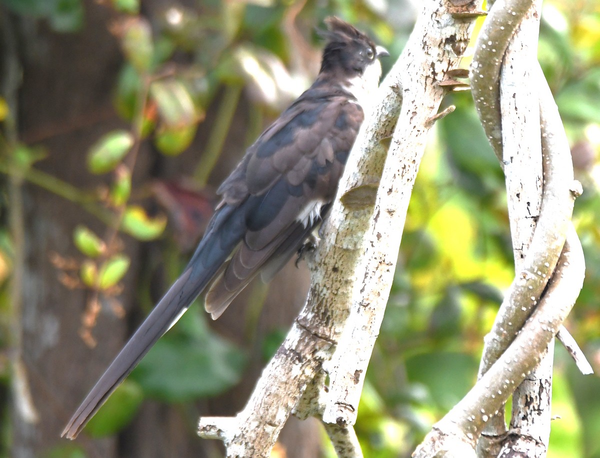 Pied Cuckoo - ML643486526