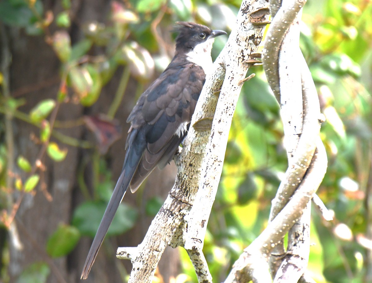 Pied Cuckoo - ML643486528