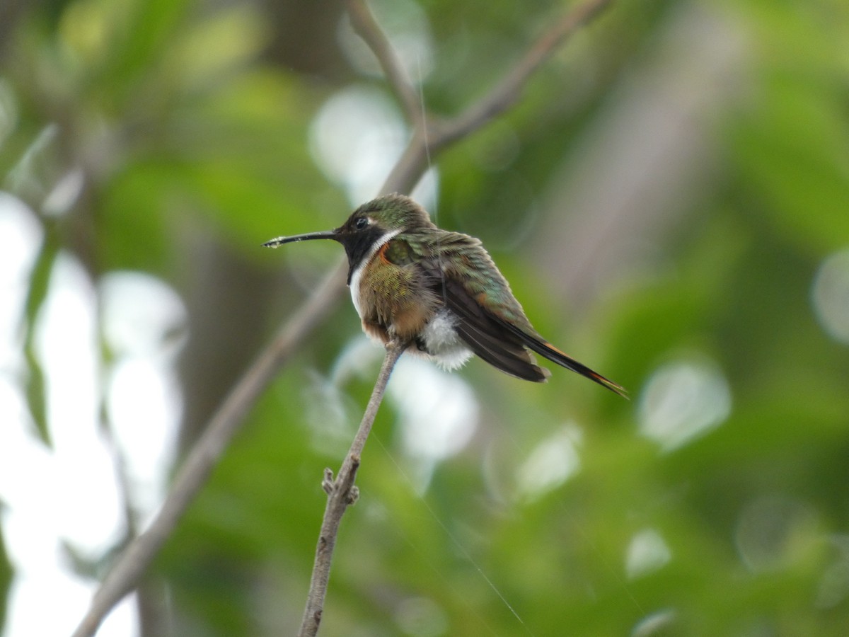 bahamaskolibri - ML643486533