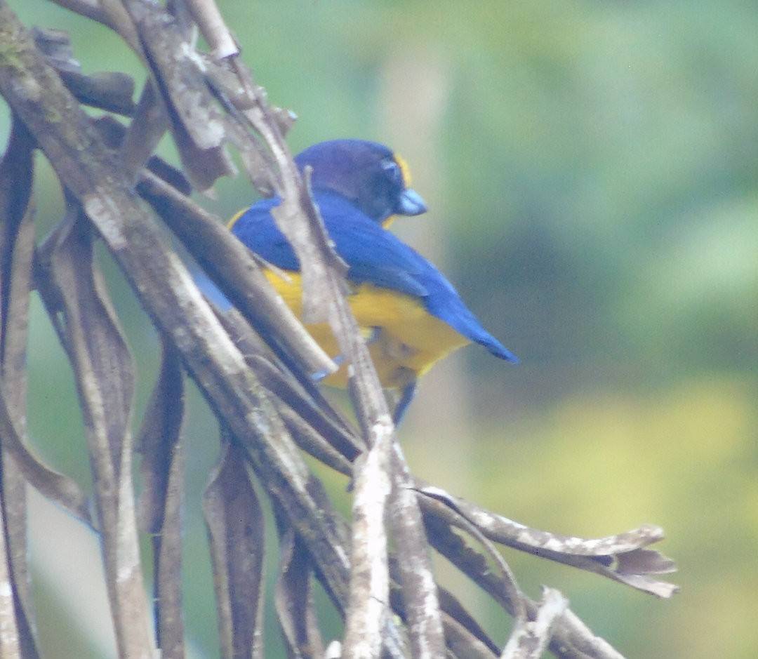 Violaceous Euphonia - ML643486534