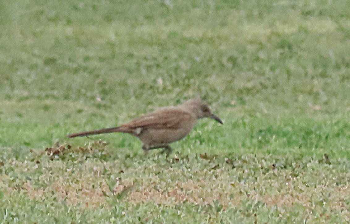 Bendire's Thrasher - ML643486549