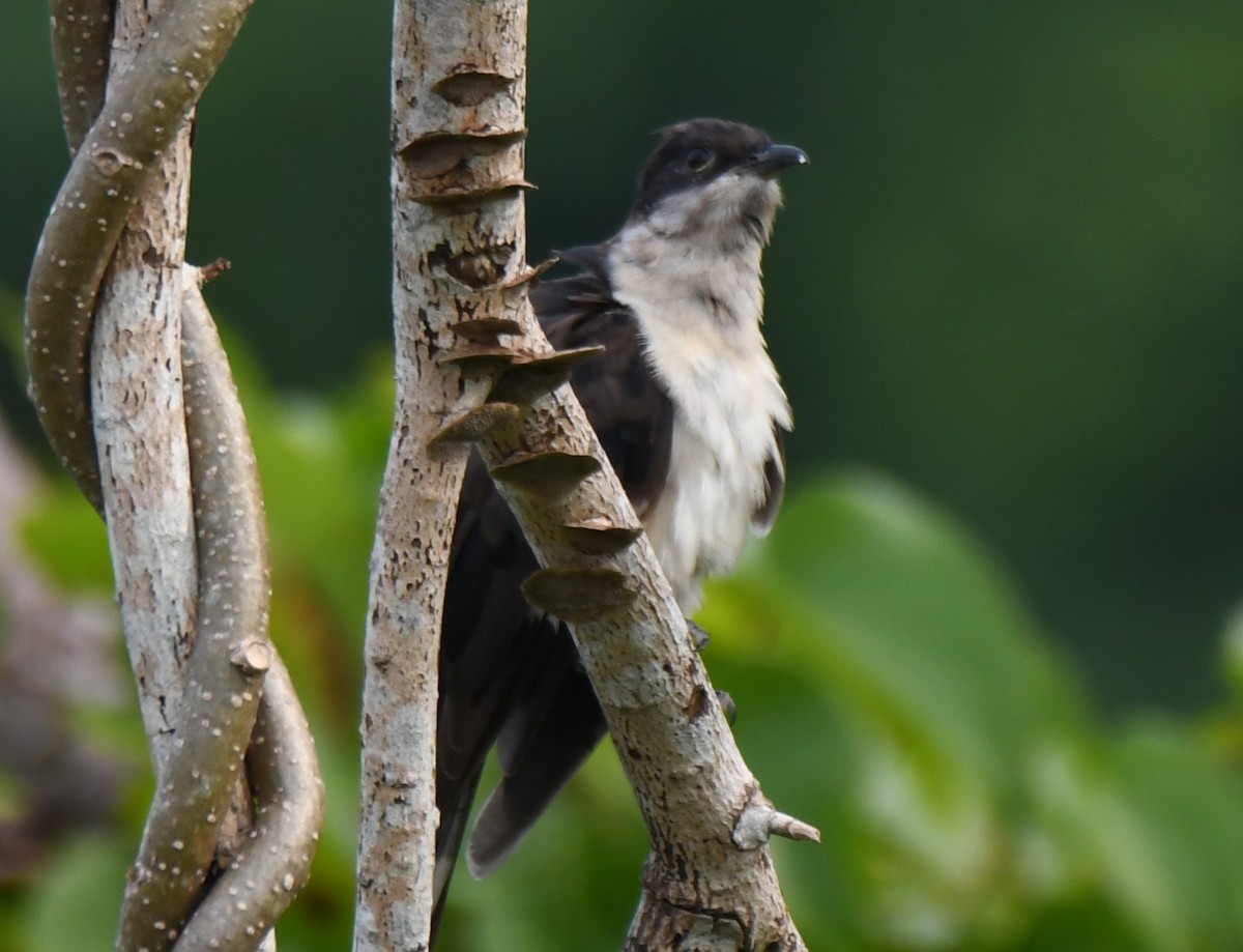 Pied Cuckoo - ML643486550