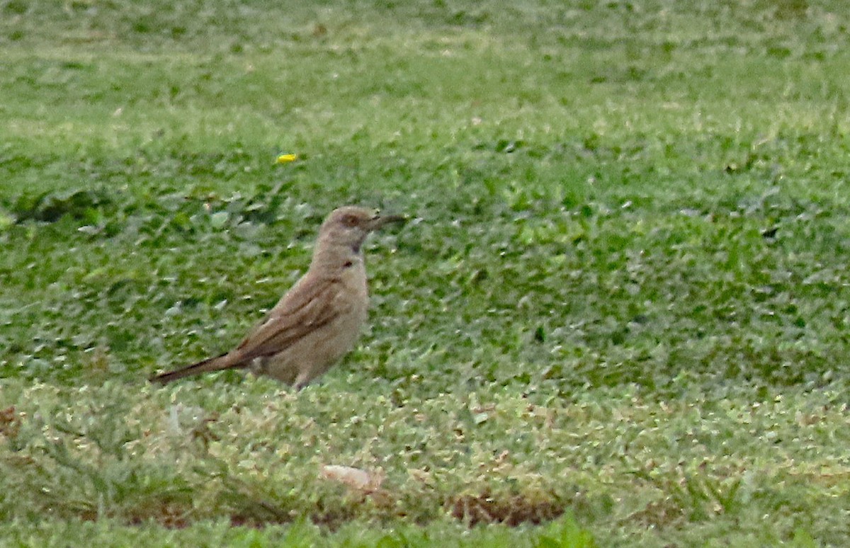 Bendire's Thrasher - ML643486561