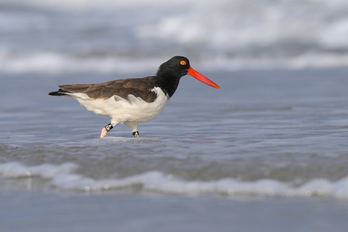 American Oystercatcher - ML643486562