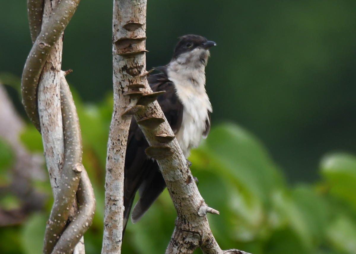Pied Cuckoo - ML643486564